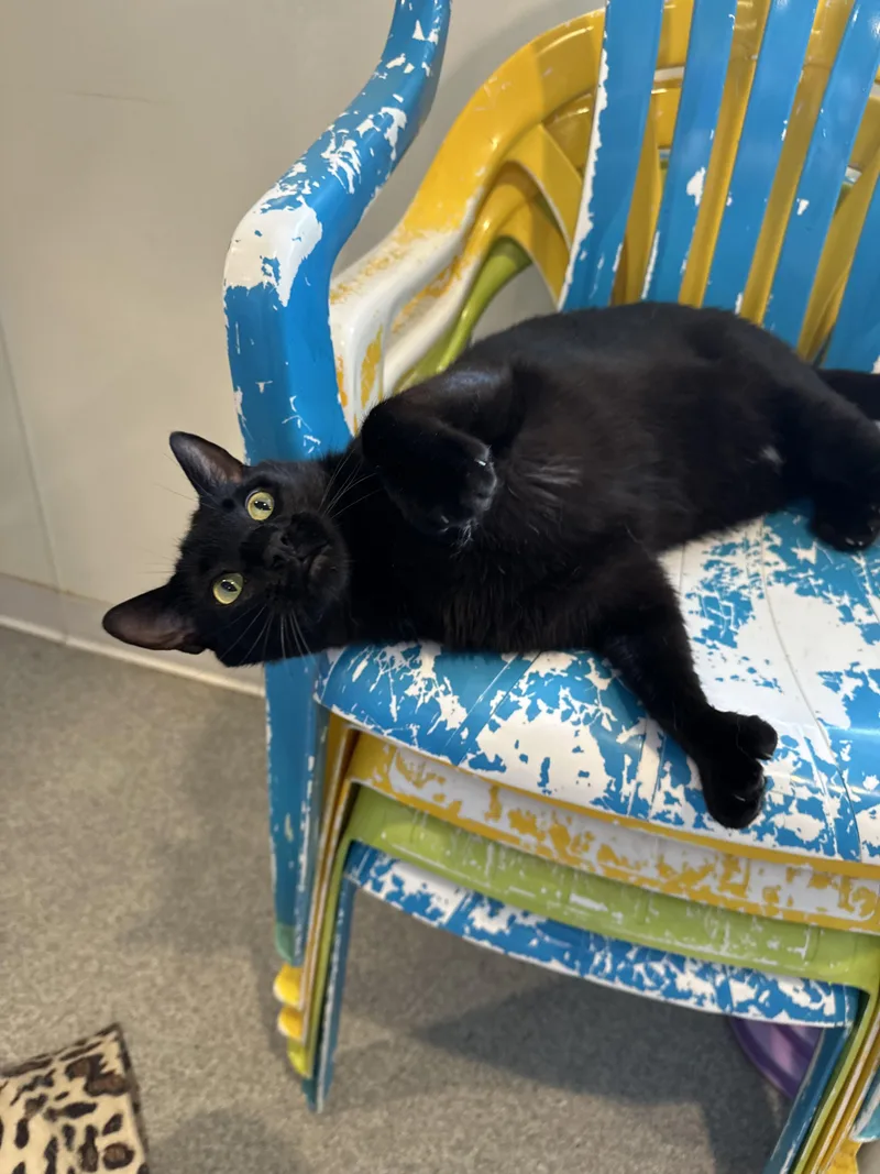 Captain Morgan thumbnail 3