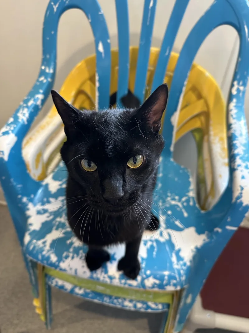 Captain Morgan thumbnail 4