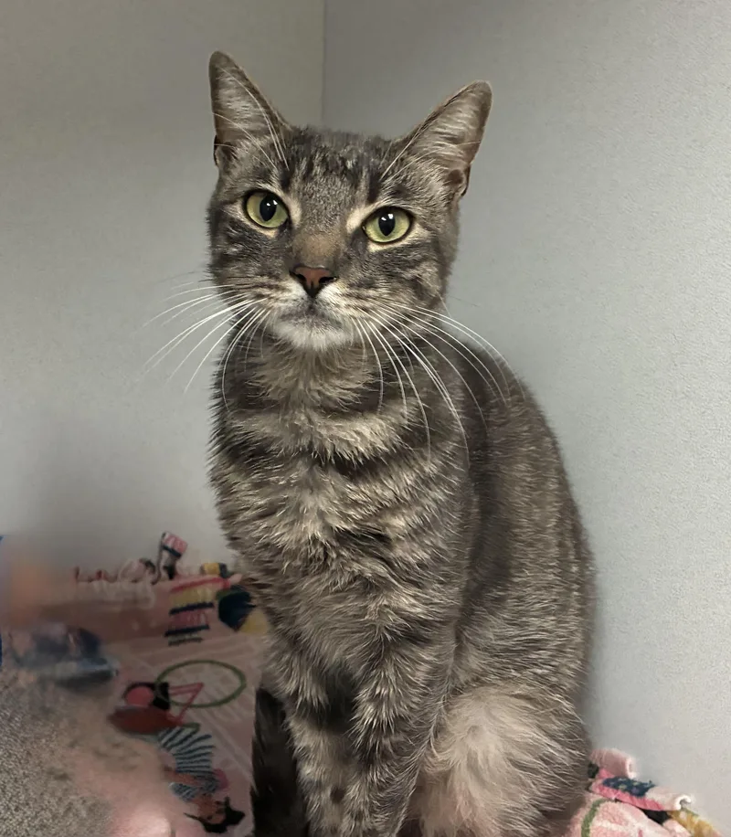 An adult medium-sized male Tabby (Gray / Blue / Silver) Domestic Short Hair cat named Xander for adoption in Breinigsville, PA