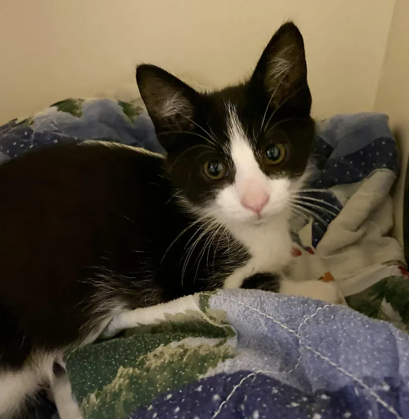 A baby medium-sized female Black Domestic Short Hair cat named Moo for adoption in Port Washington, WI