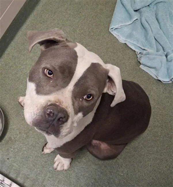 An adult extra large-sized male Mixed Breed dog named Penny for adoption in Santa Fe, NM