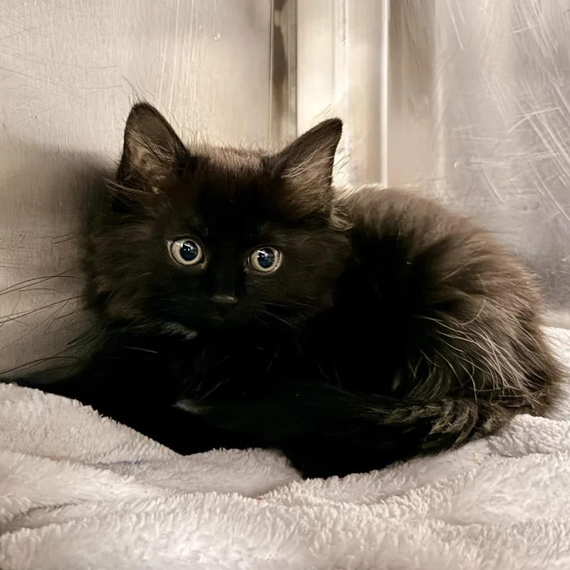 A baby small-sized female Black Domestic Short Hair cat named Maroon for adoption in Palm Springs, CA