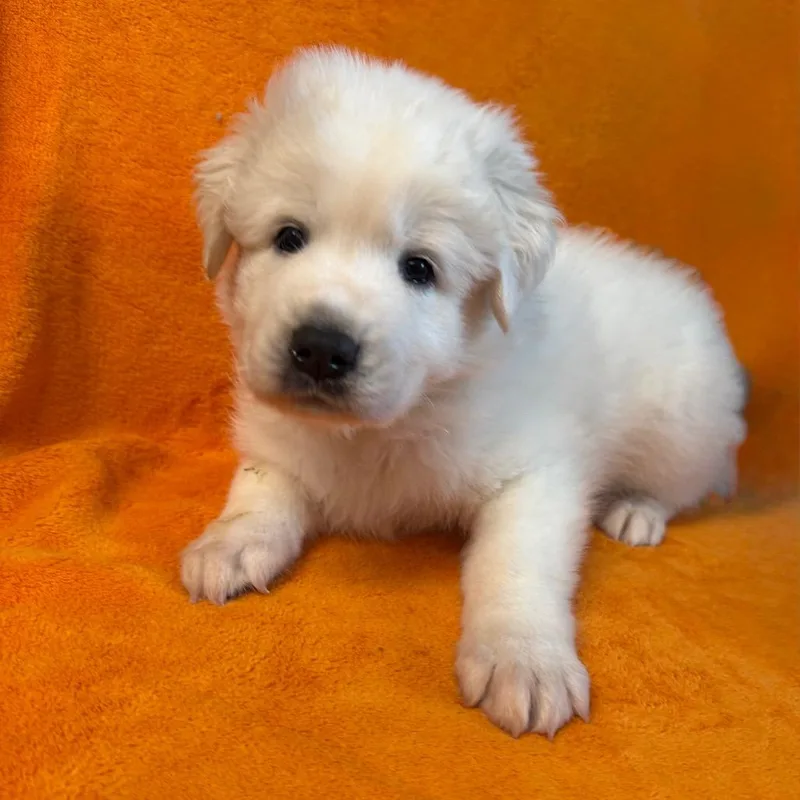 A baby large-sized male White / Cream Great Pyrenees dog named Turbo for adoption in St. Peters, MO