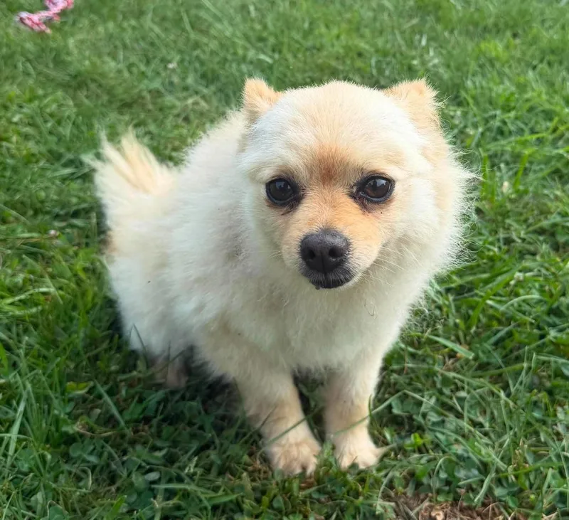 An adult small-sized male Pomeranian dog named Frisco for adoption in Lagrange, IN