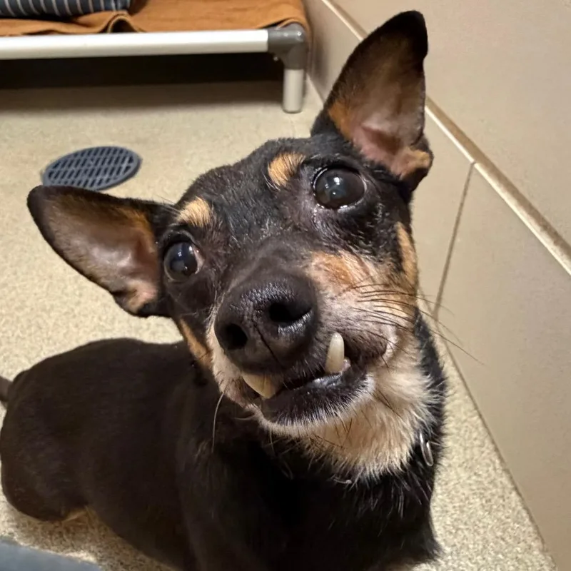 An adult small-sized male Black Mixed Breed dog named Richie for adoption in Waukesha, WI
