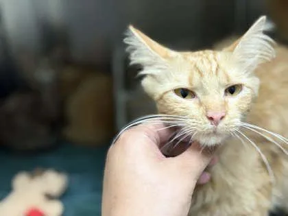 An adult medium-sized female Domestic Medium Hair cat named Paintbrush for adoption in Memphis, TN