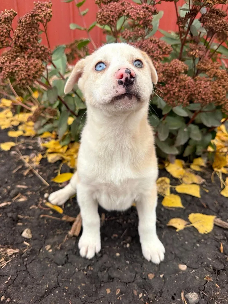 A baby medium-sized female Cattle Dog named Macaroon for adoption in Grand Forks, ND