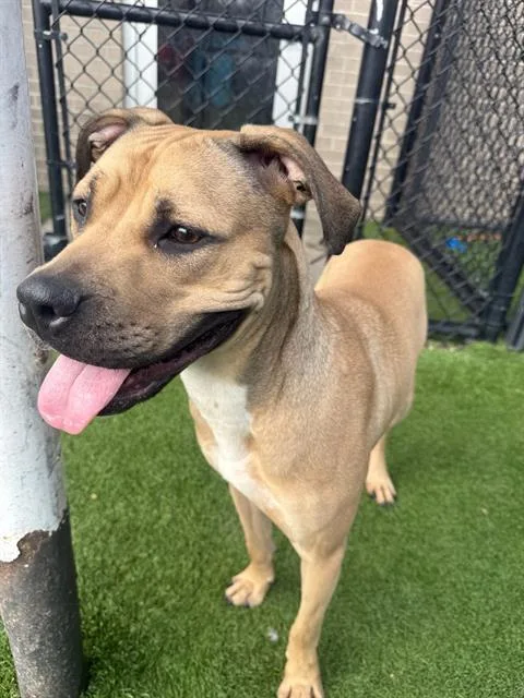 A young large-sized male Labrador Retriever dog named Dru for adoption in Dallas, TX