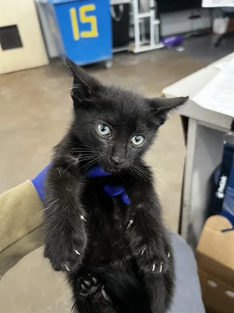 A baby medium-sized male Domestic Medium Hair cat named Brutus for adoption in Dallas, TX