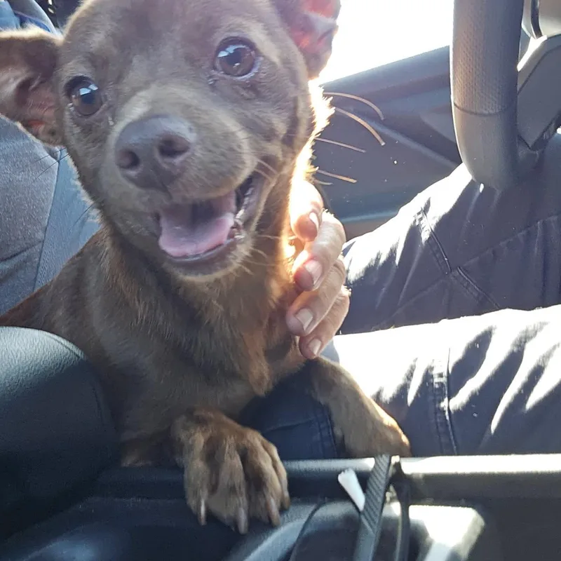 An adult small-sized male Brown / Chocolate Chihuahua dog named Ron Fleasly for adoption in Greenville, SC