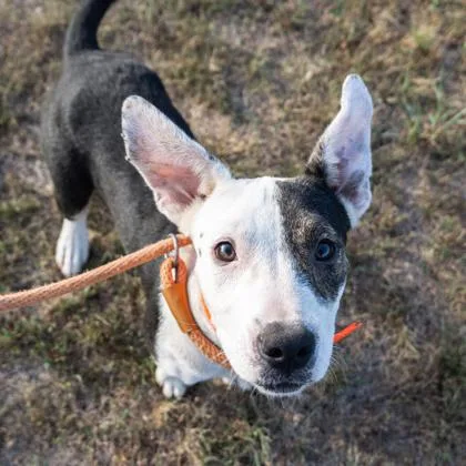 A baby medium-sized female Mixed Breed dog named Sky for adoption in Yellville, AR