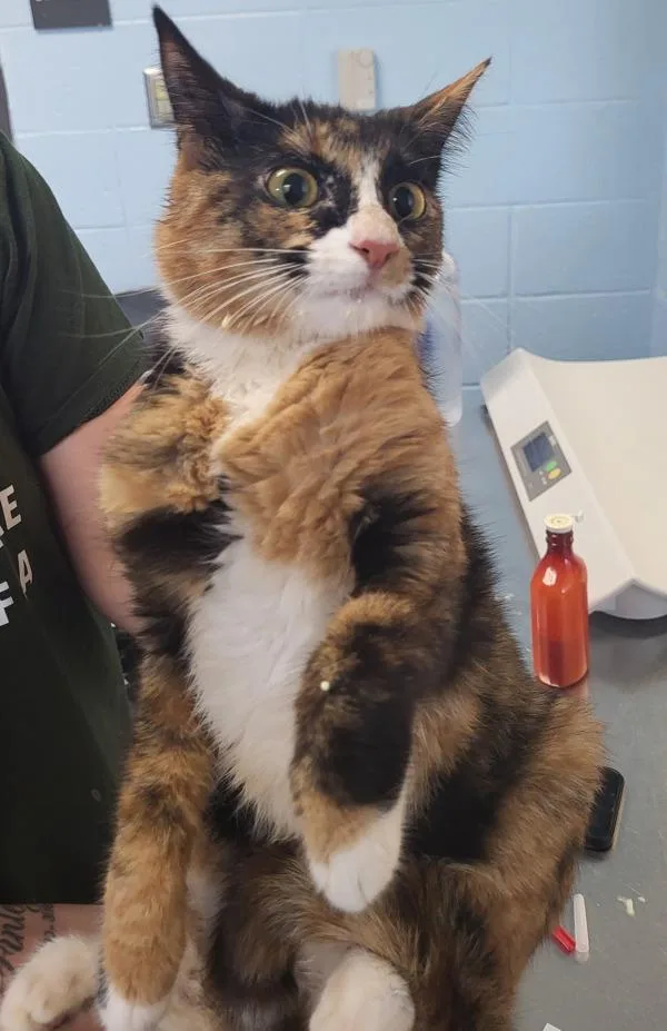 An adult small-sized female Domestic Short Hair cat named Fm for adoption in Lawrenceville, GA