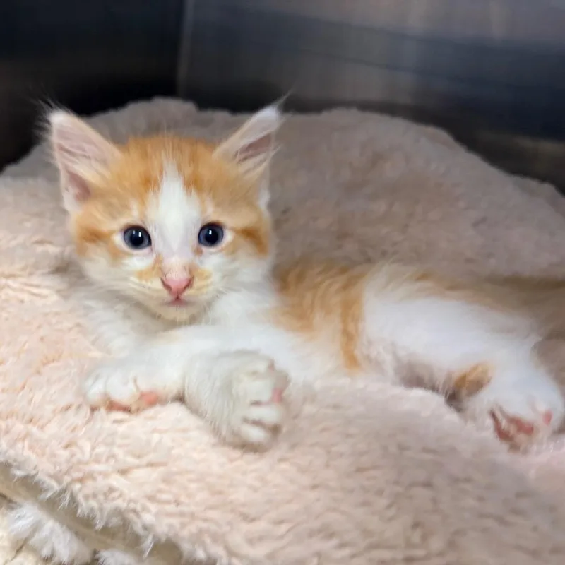 A baby small-sized male Orange / Red Domestic Short Hair cat named Fern for adoption in West Palm Beach, FL