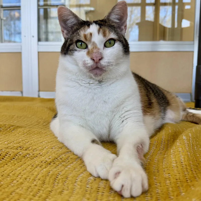 An adult extra large-sized female Calico Calico cat named Daisy for adoption in Eatontown, NJ