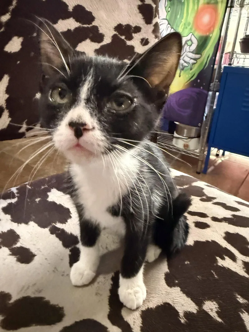 A baby medium-sized male Black & White / Tuxedo Domestic Medium Hair cat named Cookie for adoption in Glendale, AZ