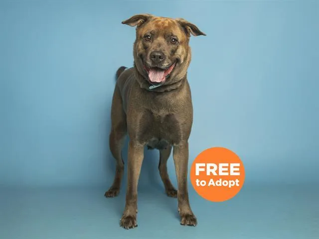 An adult large-sized female German Shepherd Dog dog named Legacy for adoption in Phoenix, AZ