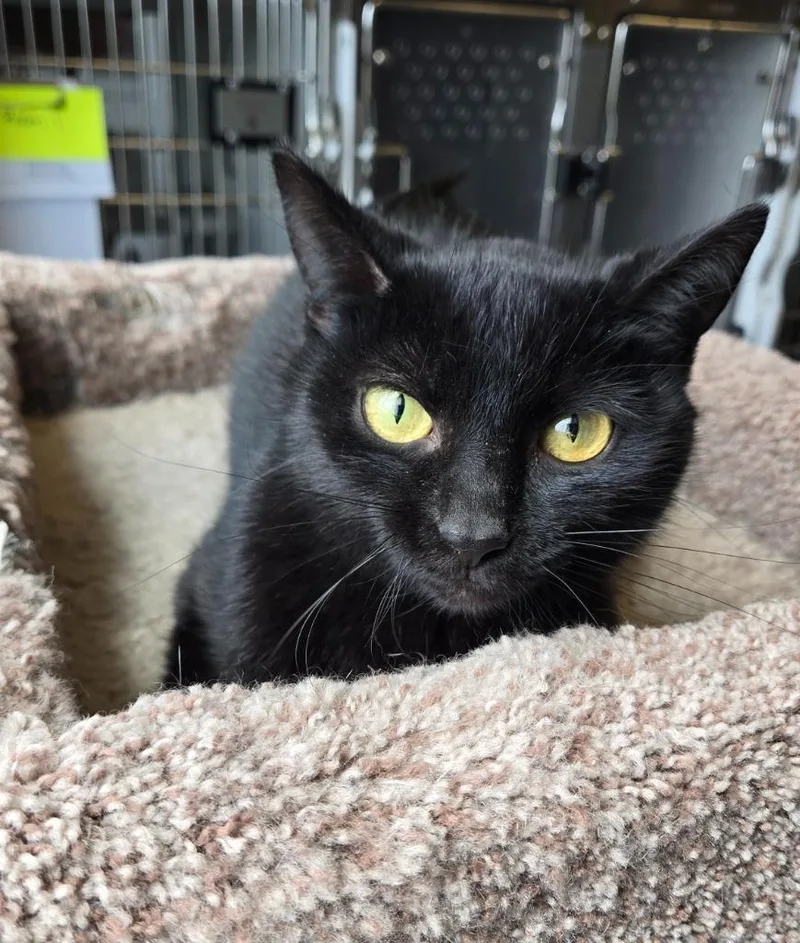 A young large-sized female Domestic Short Hair cat named Raven for adoption in Sidney, OH