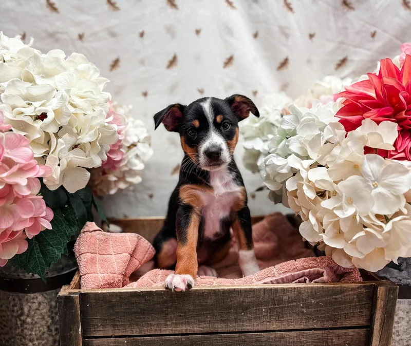 A baby medium-sized female Bicolor Terrier dog named Dumpling Squash for adoption in Newberg, OR