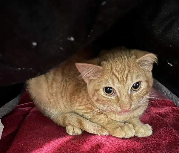 A baby small-sized female Domestic Short Hair cat named Habanero for adoption in Stratham, NH