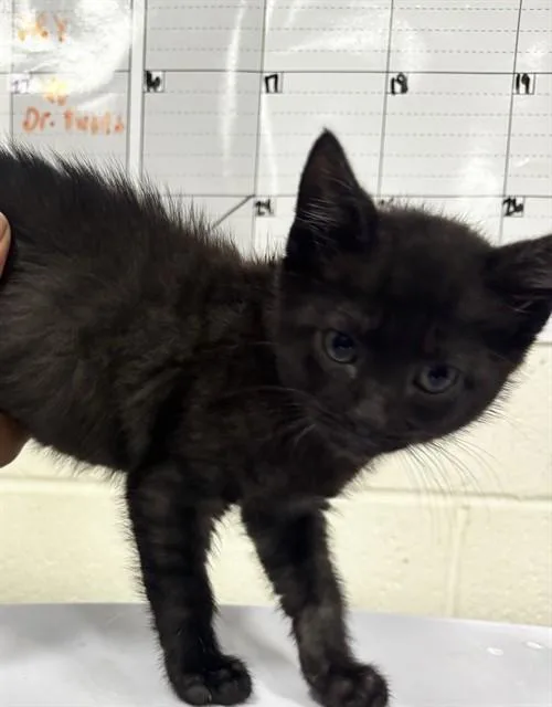 A baby small-sized male Domestic Short Hair cat named Finn for adoption in Upper Marlboro, MD