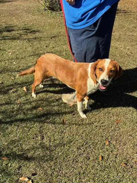 A young medium-sized female Labrador Retriever dog named Lady for adoption in Mount Laurel, NJ