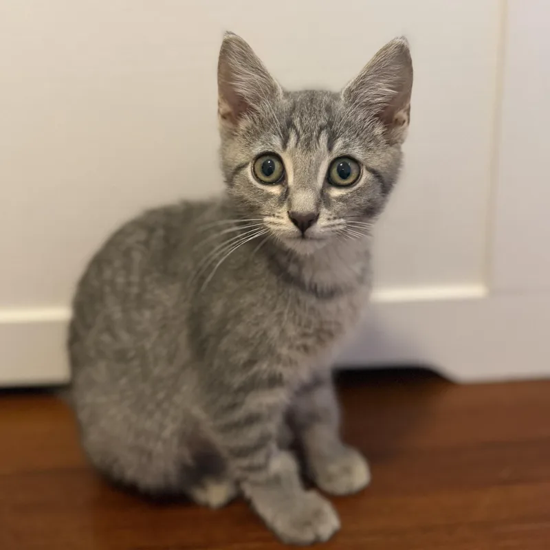 A baby medium-sized female Tabby (Gray / Blue / Silver) Domestic Short Hair cat named Suzy for adoption in Roanoke, VA