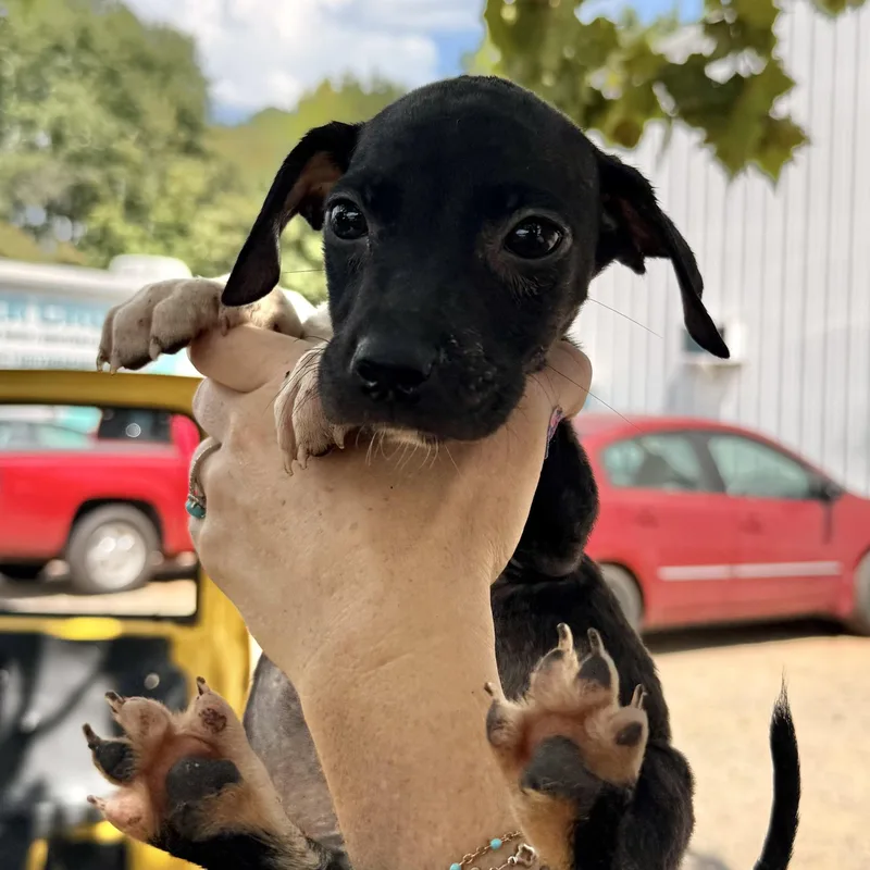 A baby medium-sized male White / Cream Mixed Breed dog named Textron for adoption in Columbia, SC
