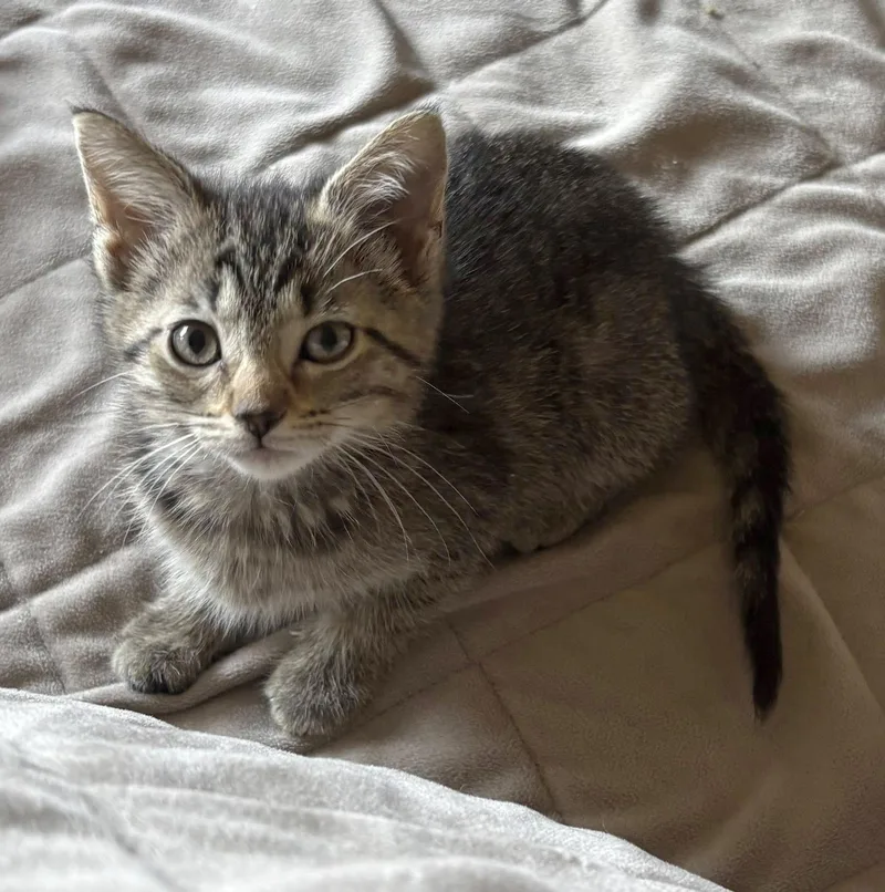 A baby medium-sized female Tabby (Brown / Chocolate) Domestic Short Hair cat named Miter for adoption in Morgantown, WV