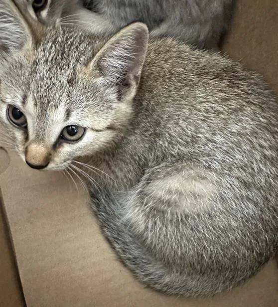 A baby small-sized male Domestic Long Hair cat named Juniper for adoption in Dallas, TX
