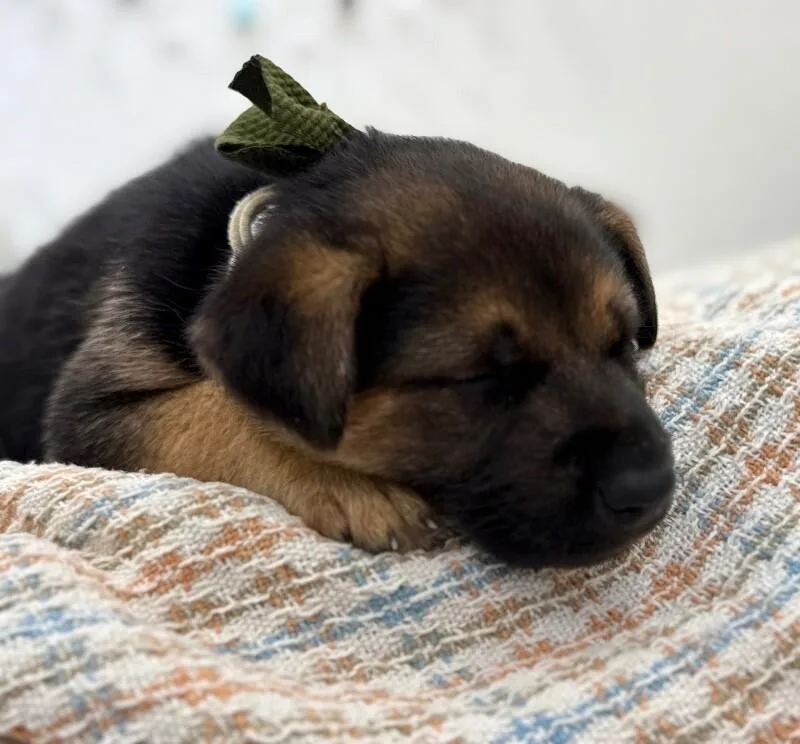 A baby large-sized male Black German Shepherd Dog dog named Jack Kelley Broadway for adoption in Friendswood, TX