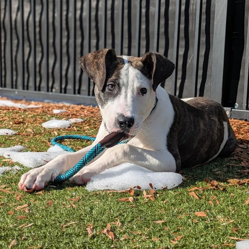 An adult medium-sized male White / Cream Pit Bull Terrier dog named Candied Yams for adoption in Charlottesville, VA