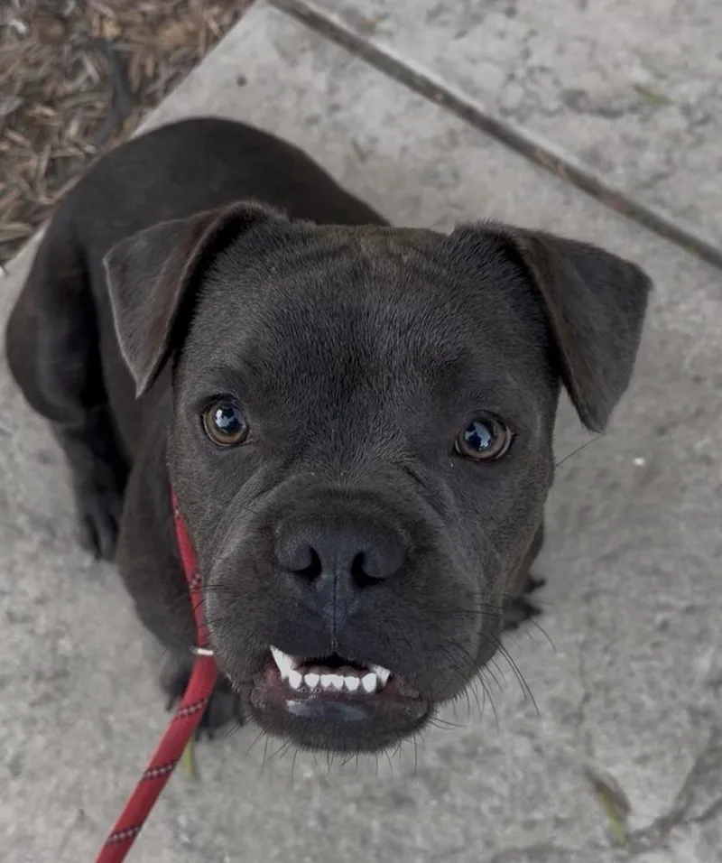 A young medium-sized male French Bulldog dog named Alfalfa for adoption in ventura, CA