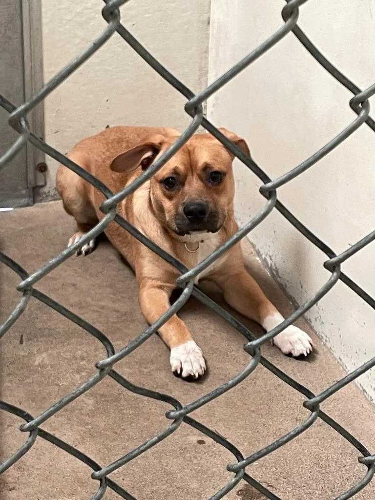 A baby medium-sized male Terrier dog named Kevin for adoption in Chico, CA