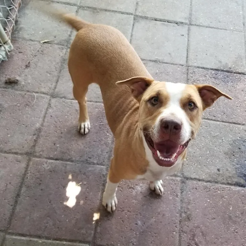 A senior medium-sized female Red / Chestnut / Orange American Staffordshire Terrier dog named Avril for adoption in Boaz, AL