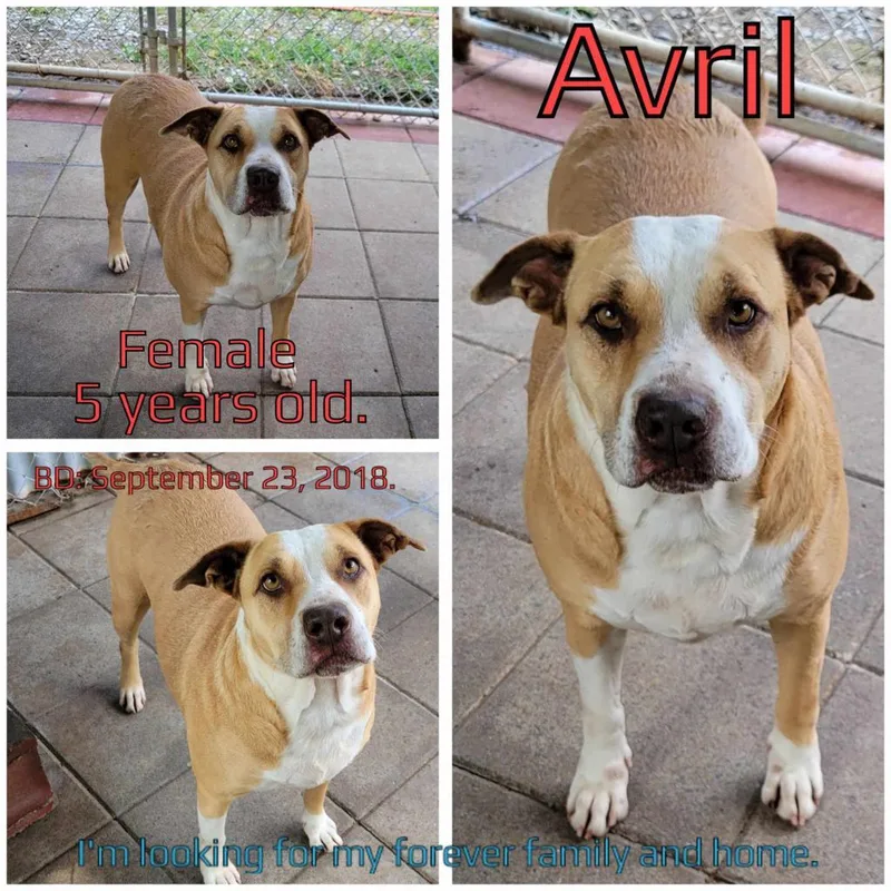 Avril thumbnail 3