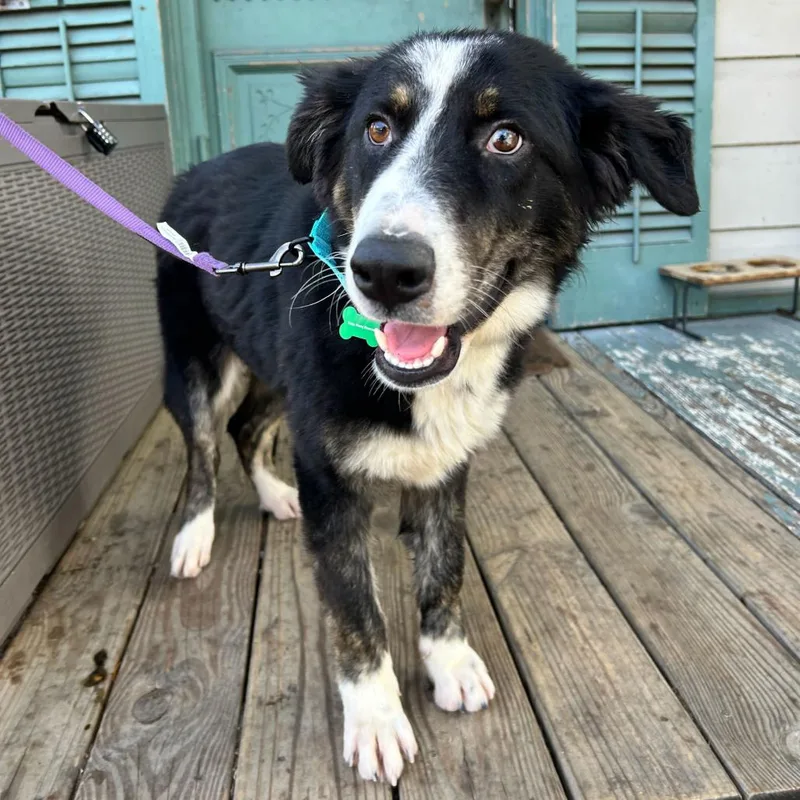 Priscilla Tart thumbnail 2