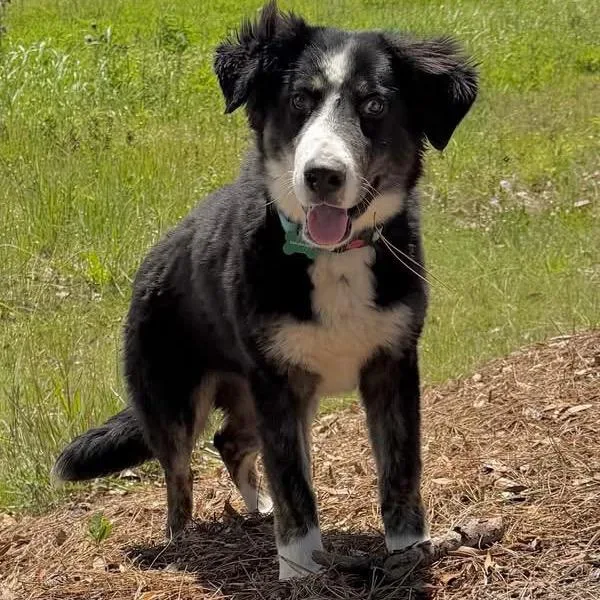 Priscilla Tart thumbnail 3