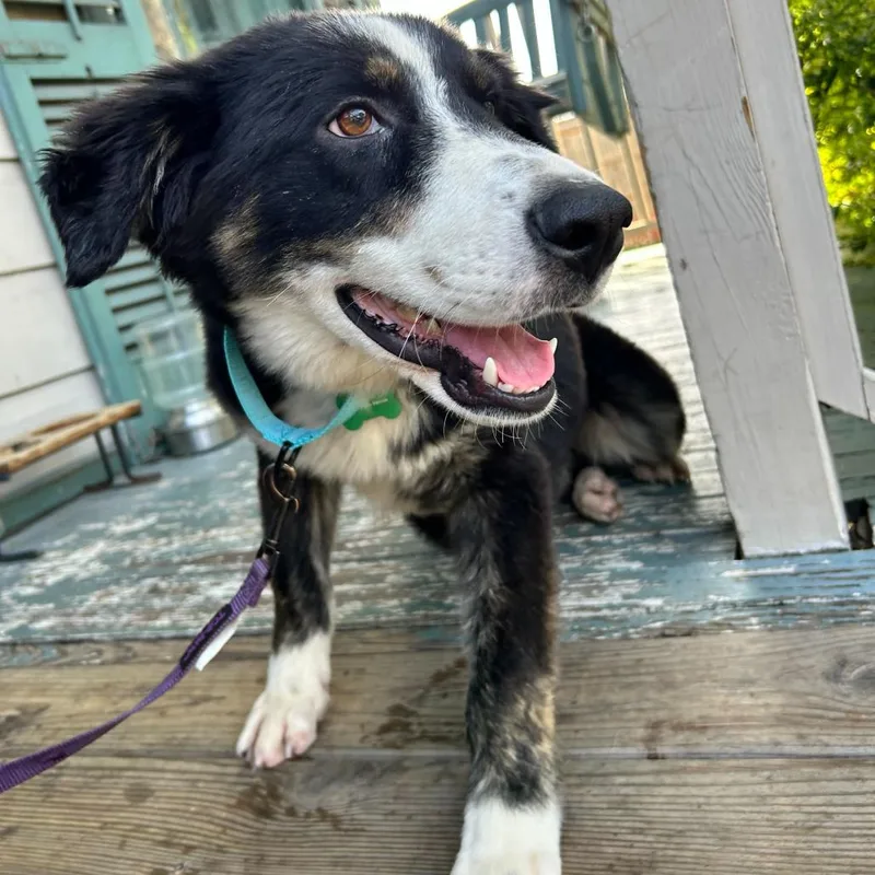 Priscilla Tart thumbnail 4