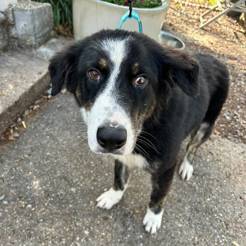 Priscilla Tart thumbnail 5