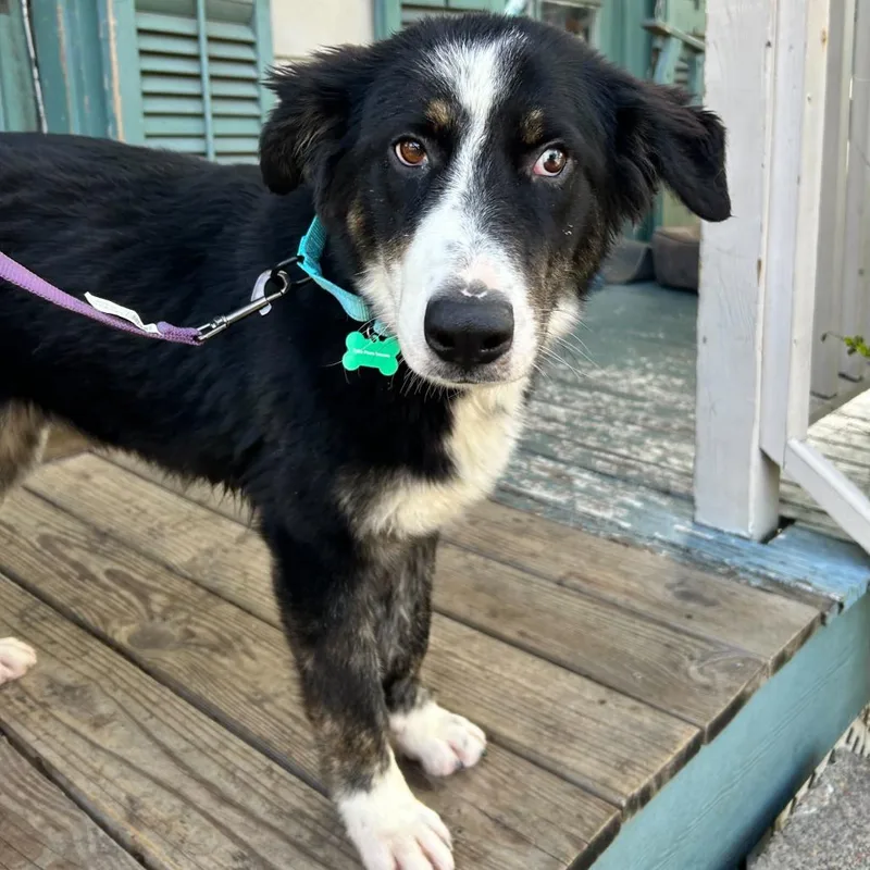 Priscilla Tart thumbnail 6