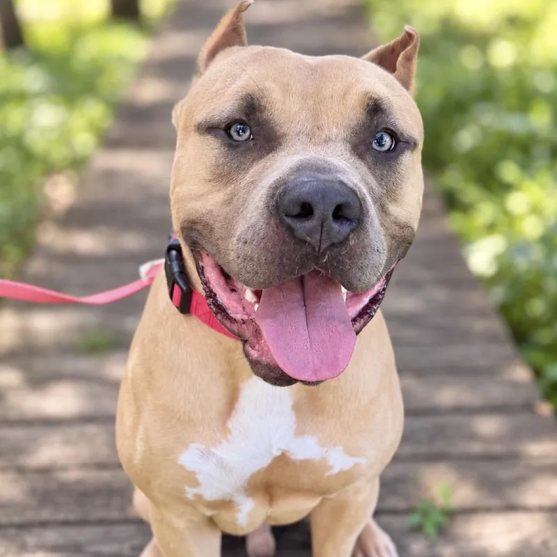 A young extra large-sized male Yellow / Tan / Blond / Fawn English Bulldog dog named Rango for adoption in Port Charlotte, FL
