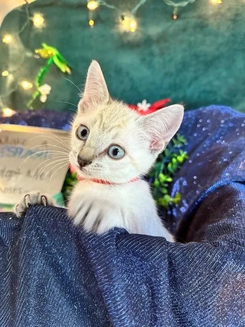 A baby medium-sized male Buff & White Siamese cat named Kai for adoption in Houston, TX