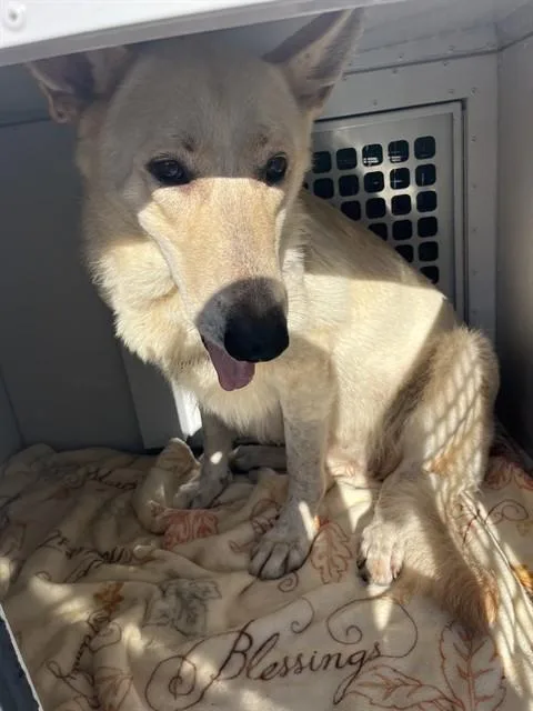 An adult large-sized female Mixed Breed dog named Moira for adoption in Palmetto, FL