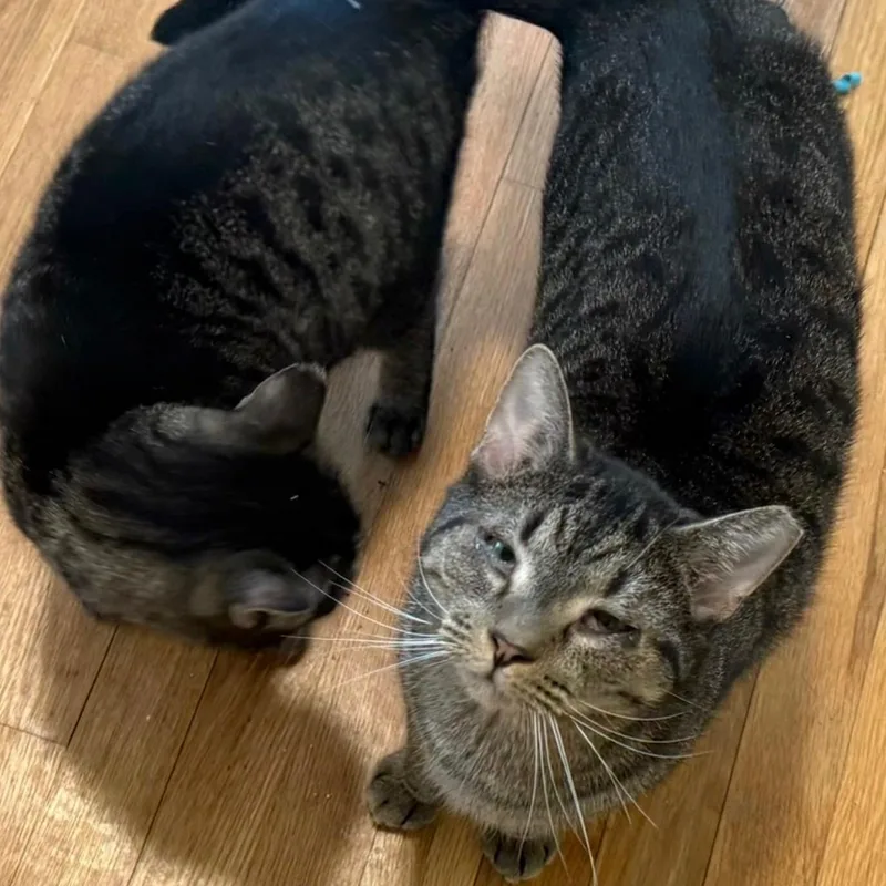 Ruby & Jinx thumbnail 2