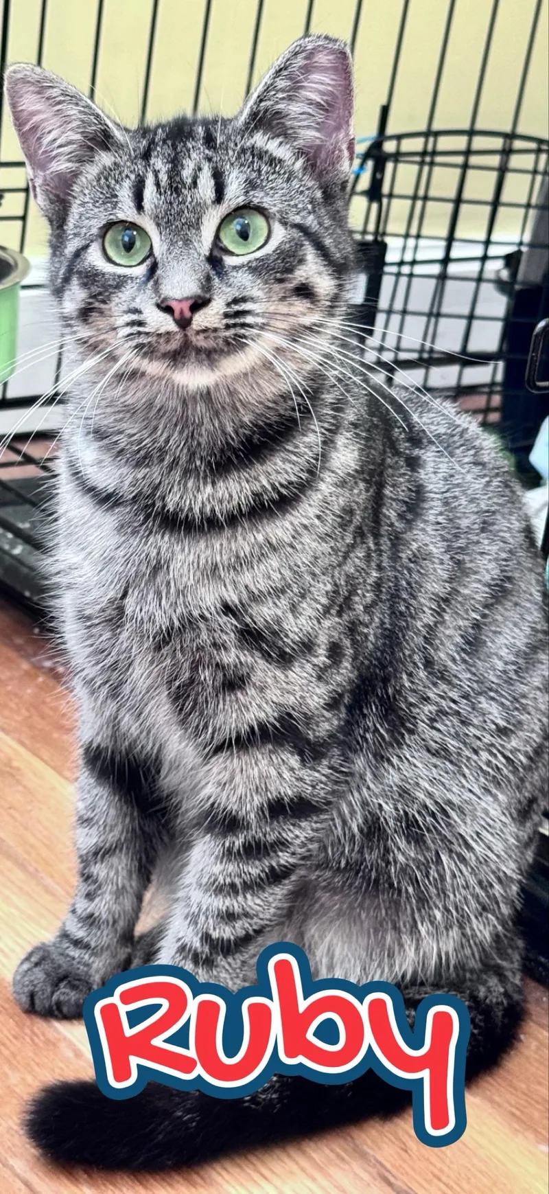 Ruby & Jinx thumbnail 3