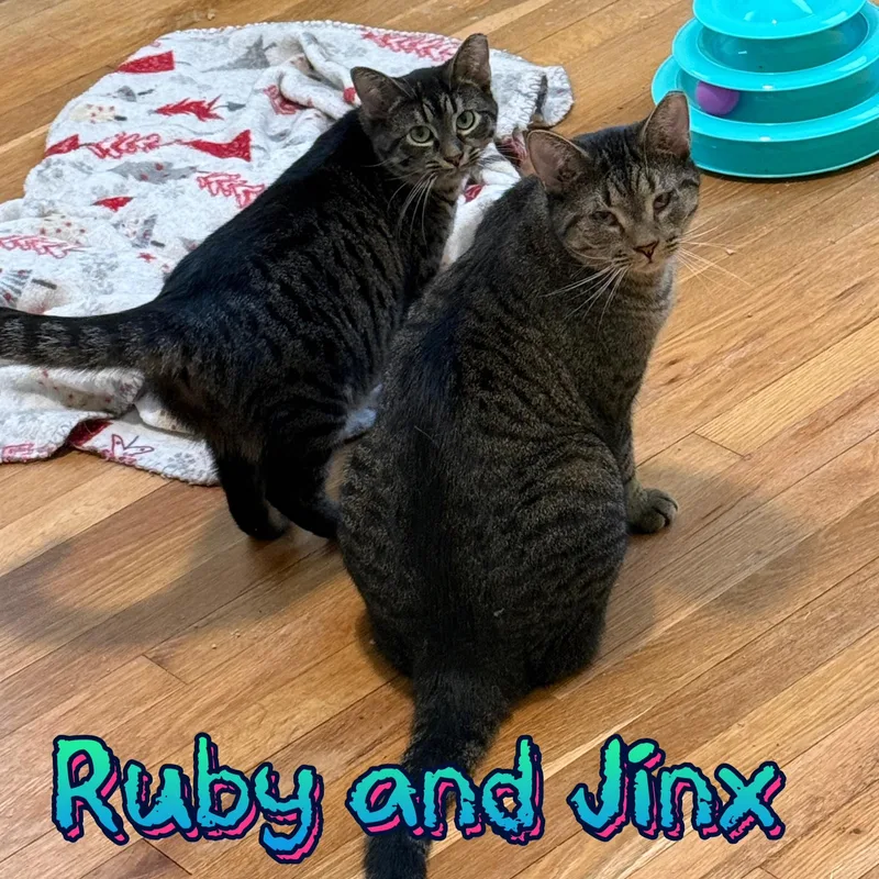 Ruby & Jinx thumbnail 4