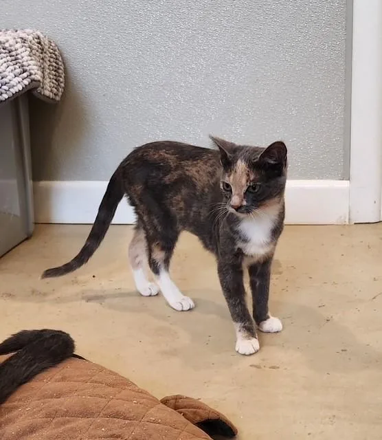 A young medium-sized female Dilute Calico Dilute Calico cat named Beatrice for adoption in Henrietta, TX