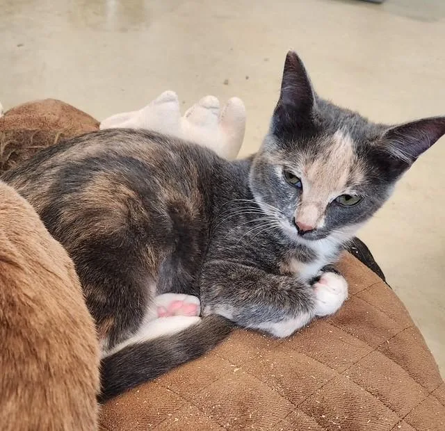 Beatrice thumbnail 2