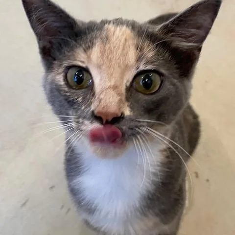 Beatrice thumbnail 3