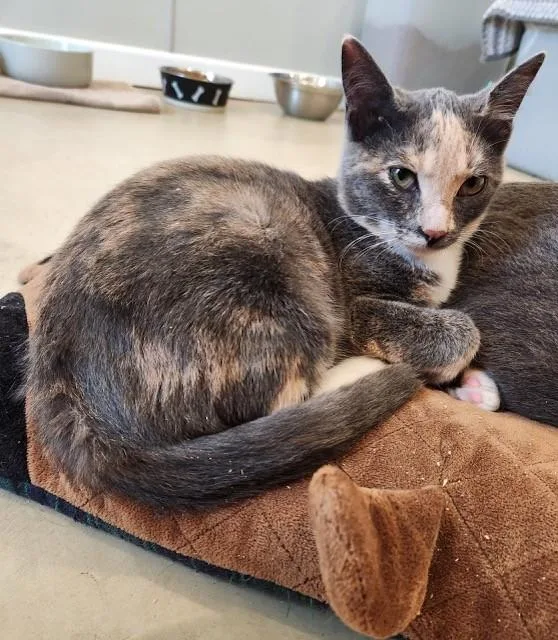 Beatrice thumbnail 4